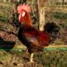 Gallo selvatico oro Nostrana di Morozzo