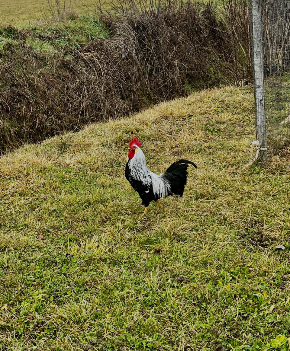 Gallo livornese collo argento