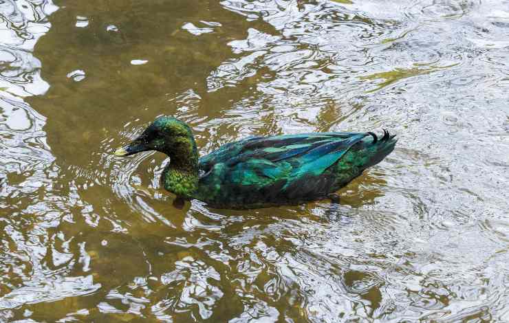 Anatra Smeraldo - Gaap-avicoltori