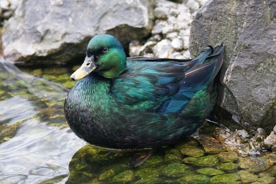 Anatra Smeraldo - Gaap-avicoltori